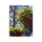 Yellow Pansies Downtown | Satin Posters (210gsm) | High Bloom Collection | Life By Ortavia