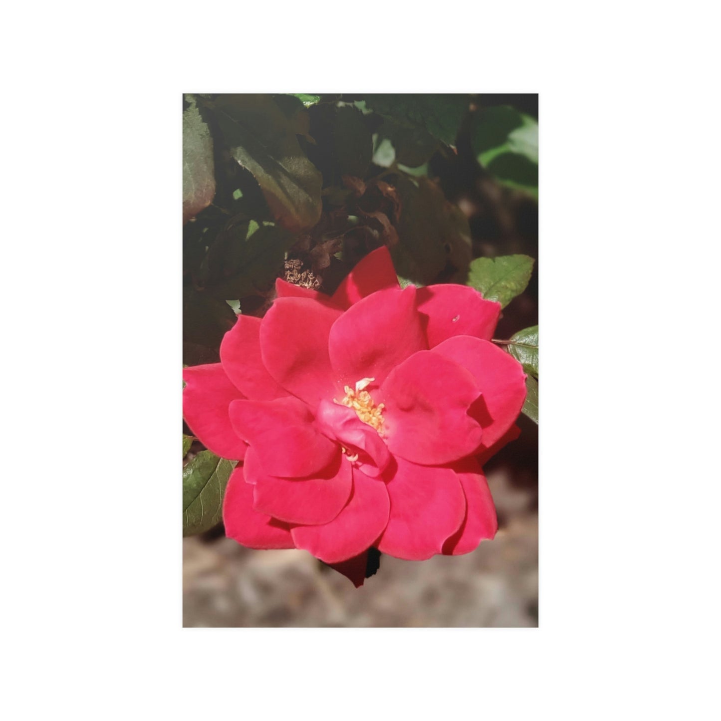 Knockout | Satin Posters (210gsm) | High Bloom Collection | Life By Ortavia