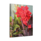 Red Canna | High Bloom Collection | Wall Art Print | Life By Ortavia