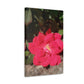 Knockout | Wall Art Print | High Bloom Collection | Life By Ortavia