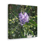 Purple Texas Mountain Laurel | Wall Art Canvas