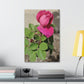 Dear Pink Rosa | High Bloom Collection | Canvas | Life By Ortavia