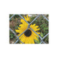 Sunflower Behind A Fence | 96 252 500 1000 pc Puzzle | Life By Ortavia
