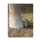 Squirrel and A Nut | Wall Art Print | Urban Geographic Collection | Life By Ortavia