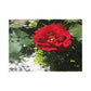 Europeana Red Rose Fine Art Postcards