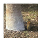 Squirrel and A Nut | Wall Art Print | Urban Geographic Collection | Life By Ortavia