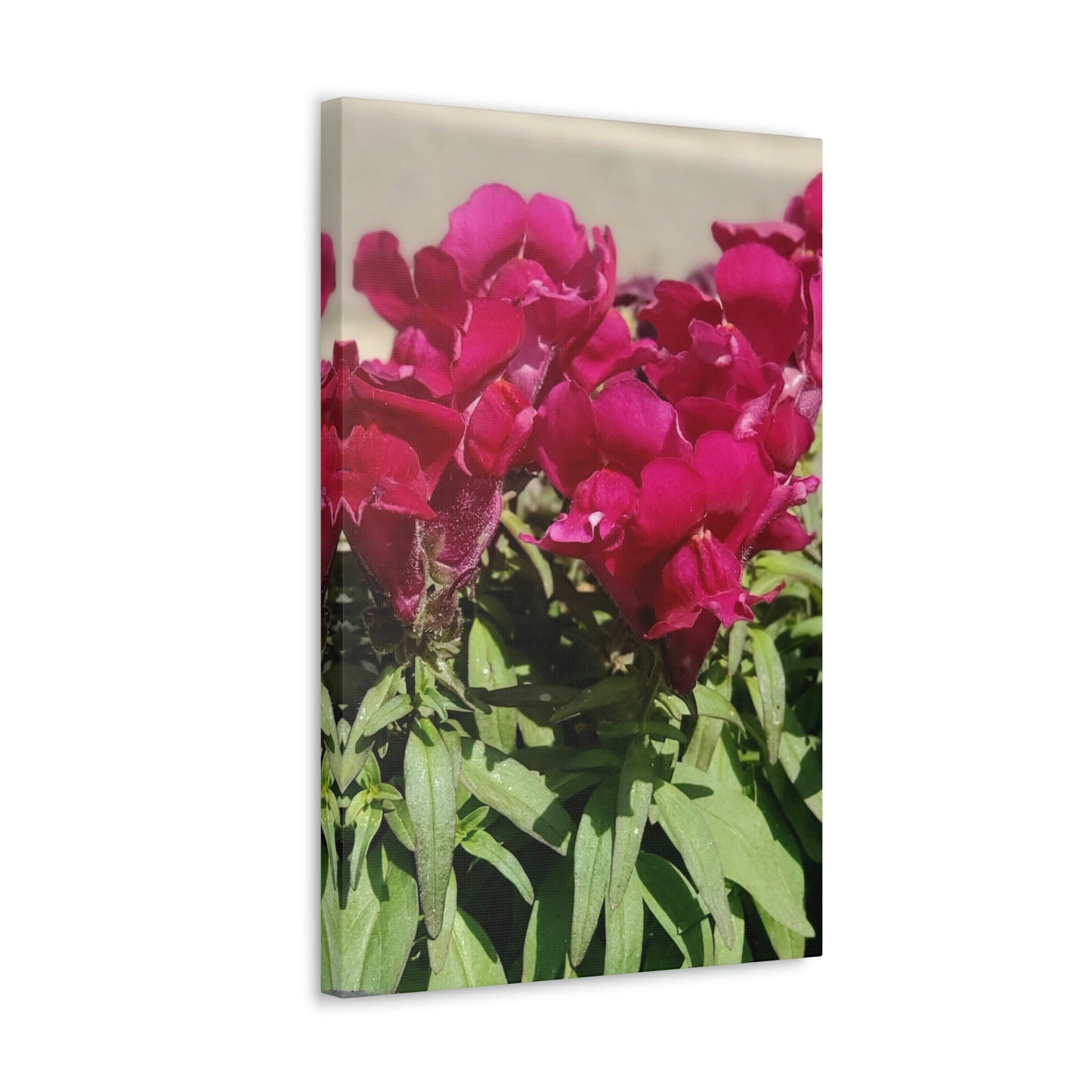 Magenta Snapdragon | Wall Art Canvas | High Bloom Collection | Life By Ortavia