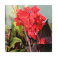 Red Canna | High Bloom Collection | Wall Art Print | Life By Ortavia