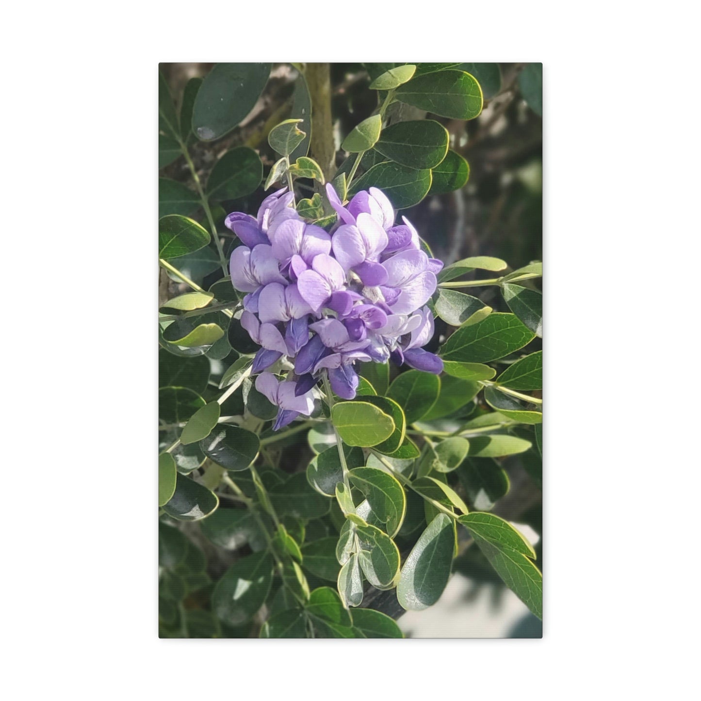 Purple Texas Mountain Laurel | Wall Art Canvas