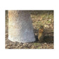 Squirrel and A Nut | Wall Art Print | Urban Geographic Collection | Life By Ortavia
