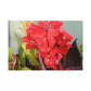 Red Canna | High Bloom Collection | Wall Art Print | Life By Ortavia
