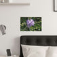 Purple Texas Mountain Laurel | Satin Posters (210gsm)