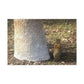 Squirrel and A Nut | Wall Art Print | Urban Geographic Collection | Life By Ortavia