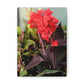 Red Canna | High Bloom Collection | Wall Art Print | Life By Ortavia