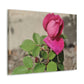 Dear Pink Rosa | High Bloom Collection | Canvas | Life By Ortavia