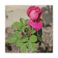 Dear Pink Rosa | High Bloom Collection | Canvas | Life By Ortavia