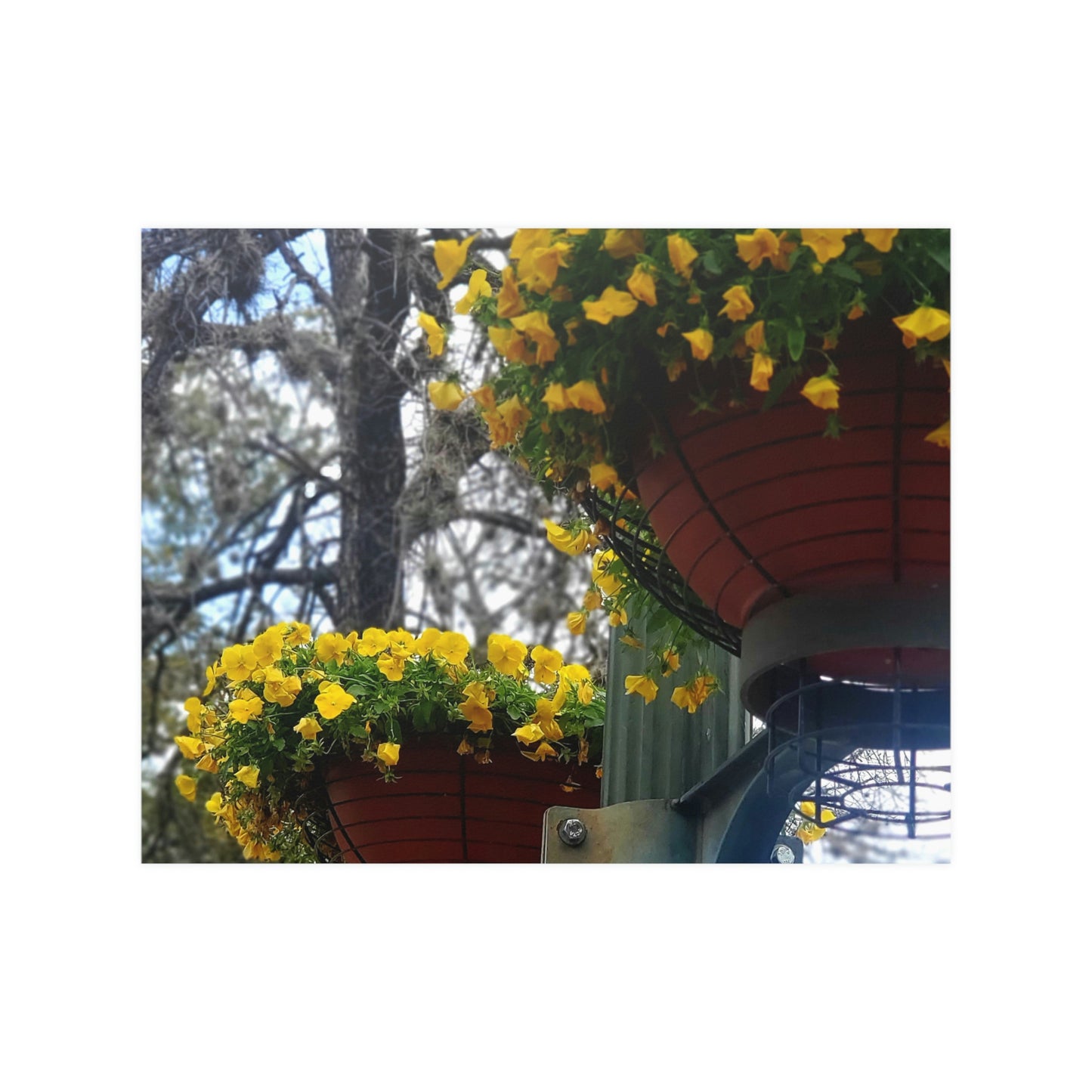 Yellow Pansies Downtown | Satin Posters (210gsm) | High Bloom Collection | Life By Ortavia