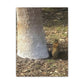 Squirrel and A Nut | Wall Art Print | Urban Geographic Collection | Life By Ortavia