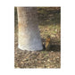 Squirrel and A Nut | Wall Art Print | Urban Geographic Collection | Life By Ortavia
