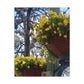 Yellow Pansies Downtown | Wall Art Canvas | High Bloom Collection | Life By Ortavia