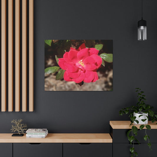 Knockout | Wall Art Print | High Bloom Collection | Life By Ortavia
