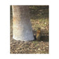 Squirrel and A Nut | Wall Art Print | Urban Geographic Collection | Life By Ortavia