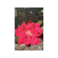 Knockout | Satin Posters (210gsm) | High Bloom Collection | Life By Ortavia
