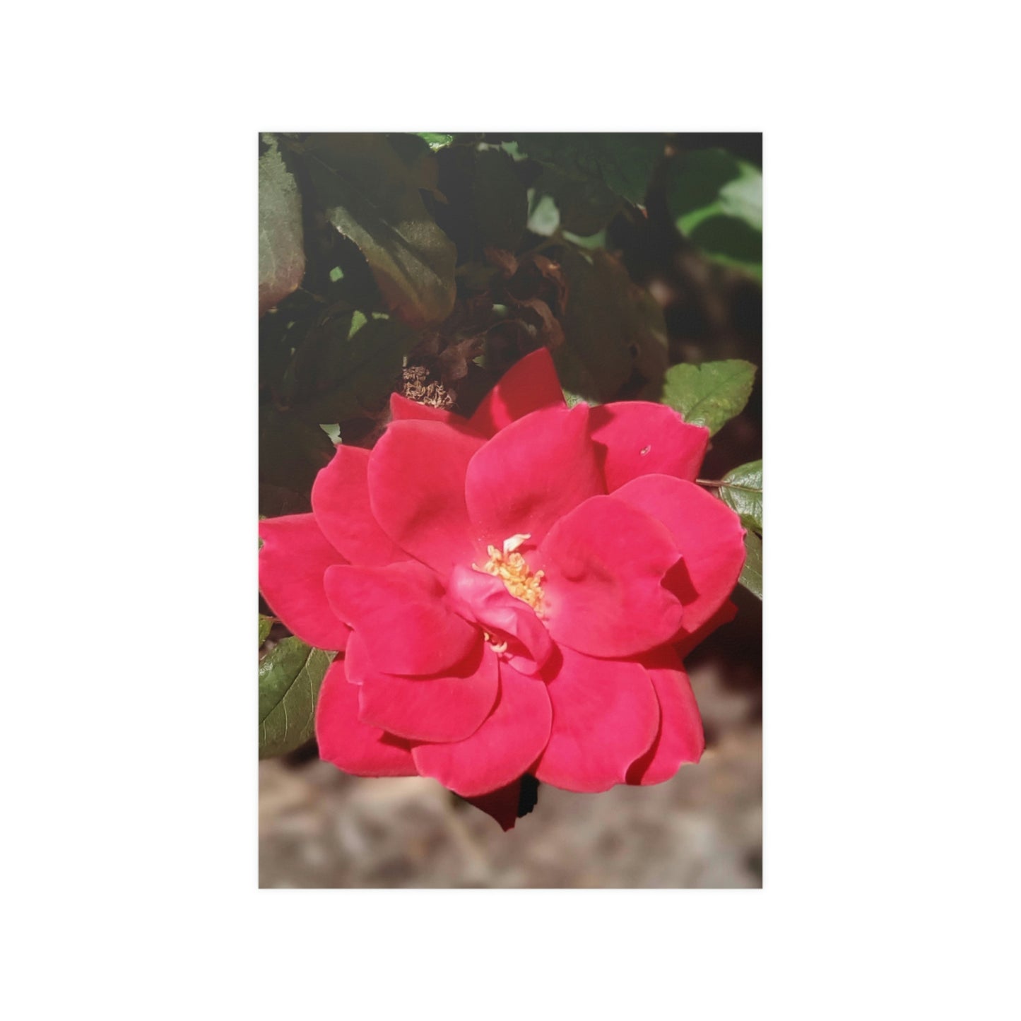 Knockout | Satin Posters (210gsm) | High Bloom Collection | Life By Ortavia