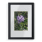 Framed Posters, Black