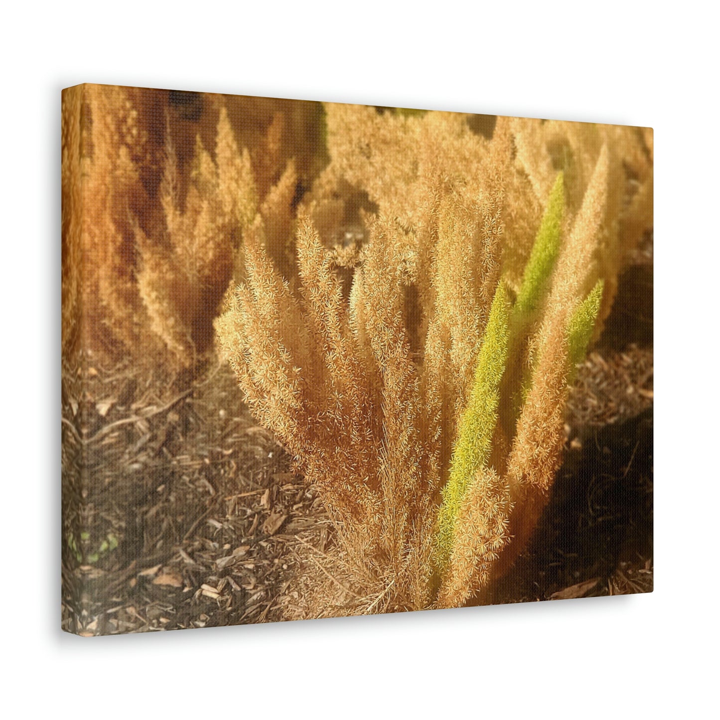 Golden Foxtail Fern | Wall Art Canvas | High Bloom Collection | Life By Ortavia