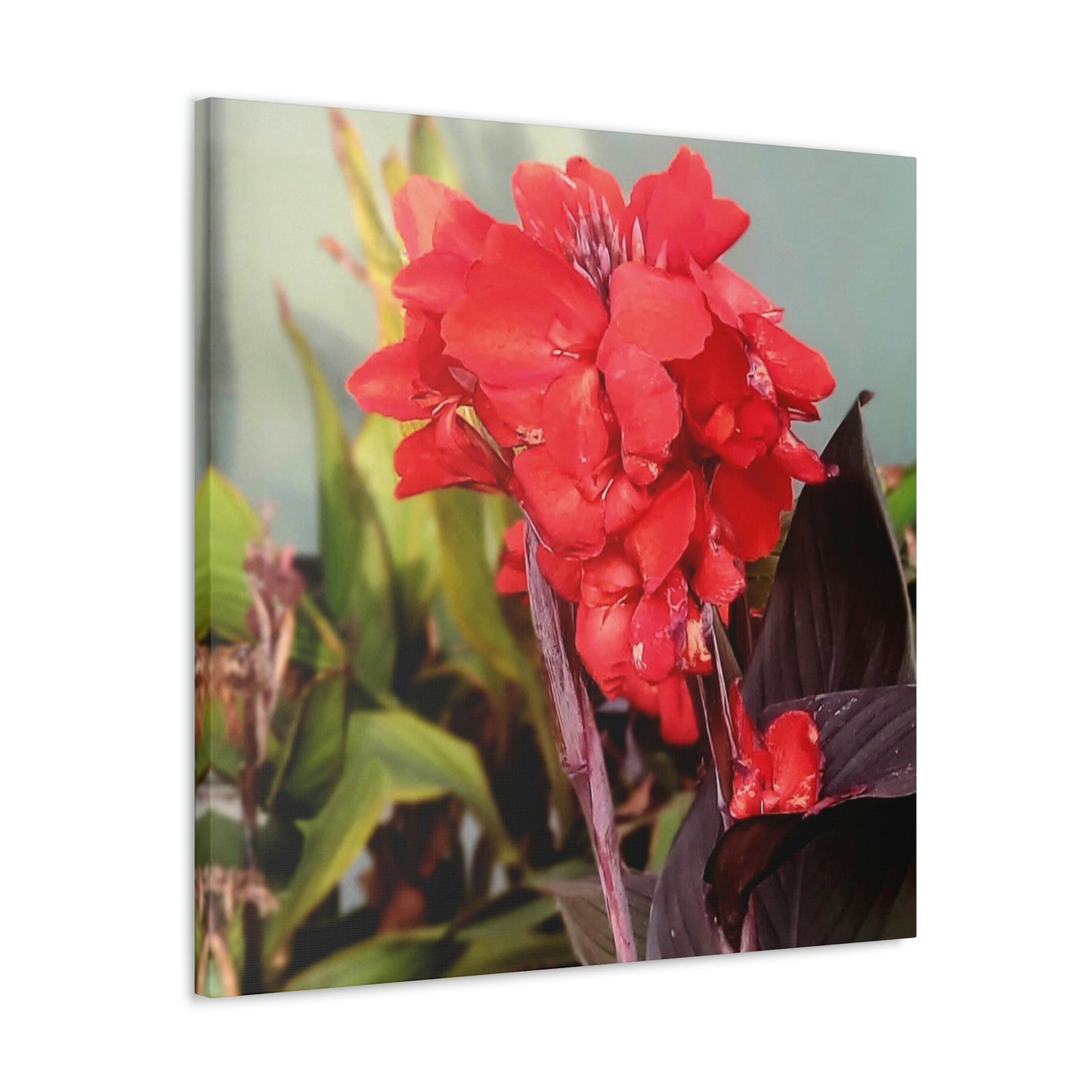 Red Canna | High Bloom Collection | Wall Art Print | Life By Ortavia