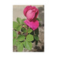 Dear Pink Rosa | High Bloom Collection | Canvas | Life By Ortavia