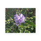 Purple Texas Mountain Laurel | Satin Posters (210gsm)