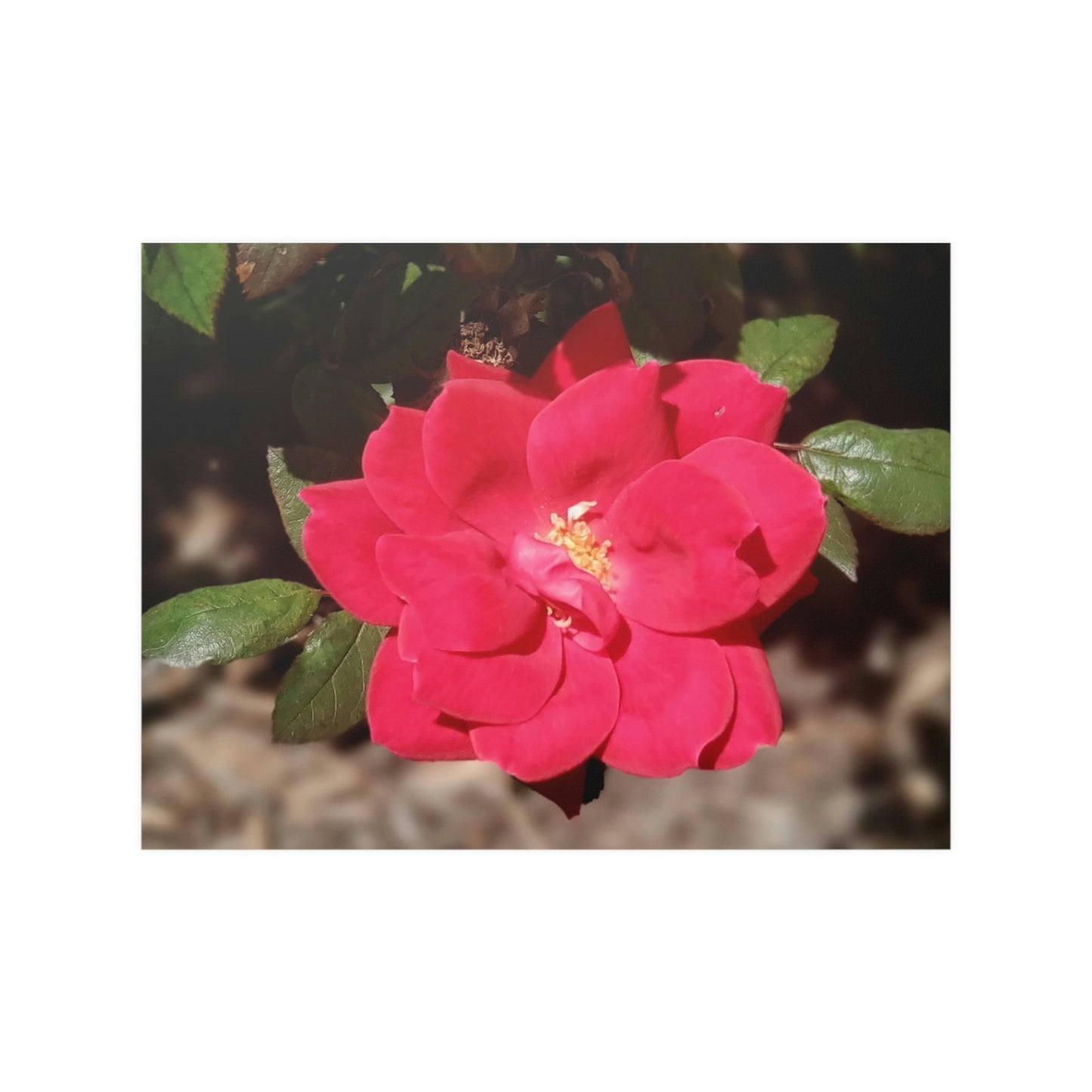 Knockout | Satin Posters (210gsm) | High Bloom Collection | Life By Ortavia