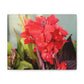 Red Canna | High Bloom Collection | Wall Art Print | Life By Ortavia