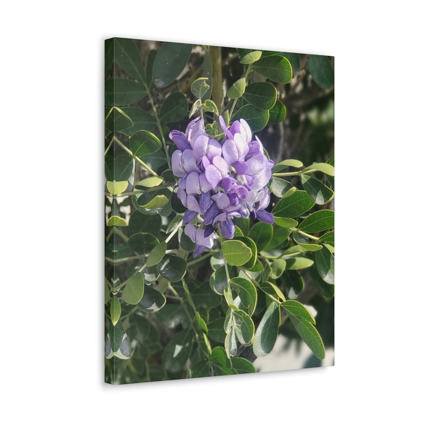 Purple Texas Mountain Laurel | Wall Art Canvas
