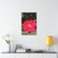 Knockout | Wall Art Print | High Bloom Collection | Life By Ortavia