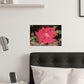 Knockout | Satin Posters (210gsm) | High Bloom Collection | Life By Ortavia