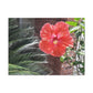 Art Prints & Wall Art, Gallery Canvas with Peach Hibiscus Flower