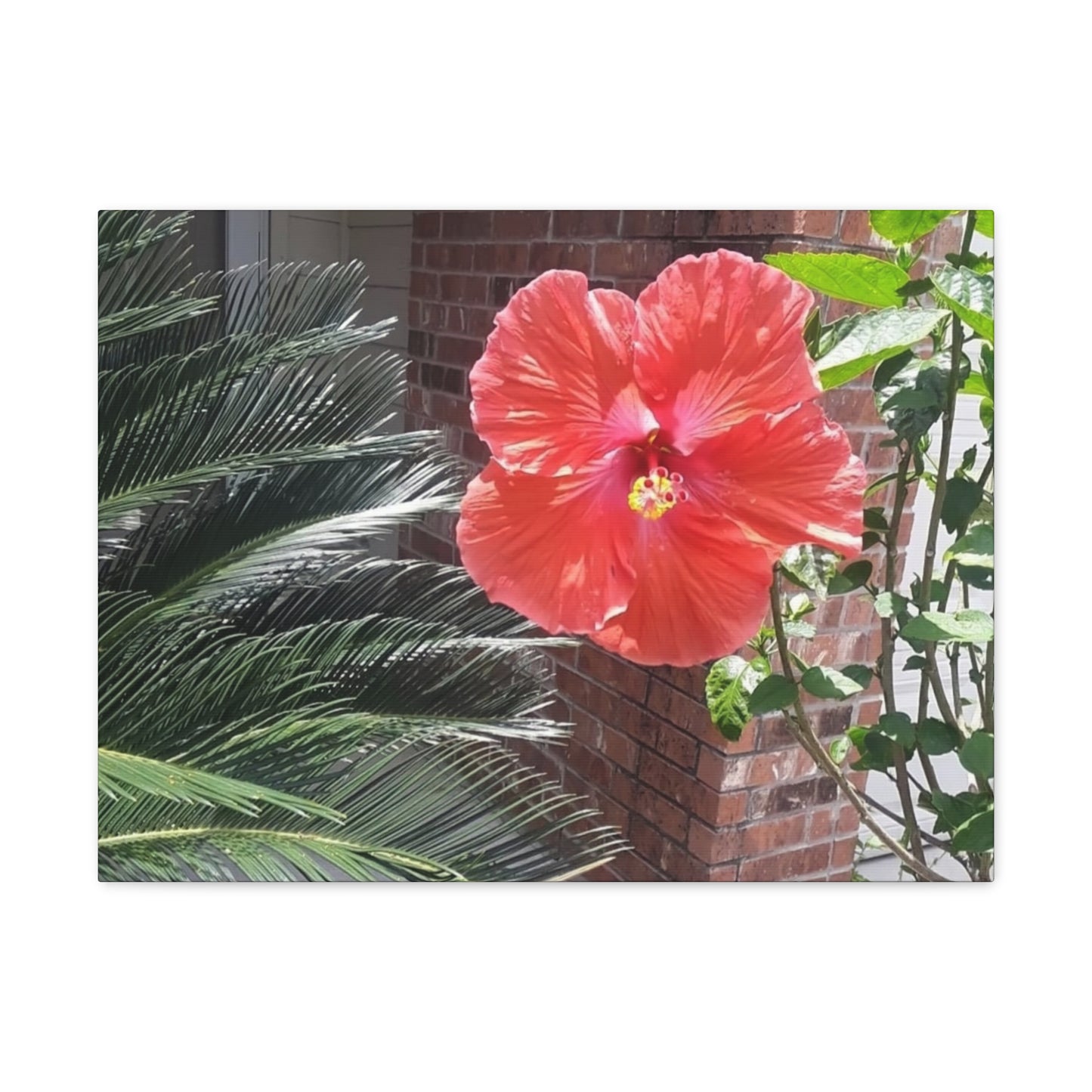 Art Prints & Wall Art, Gallery Canvas with Peach Hibiscus Flower