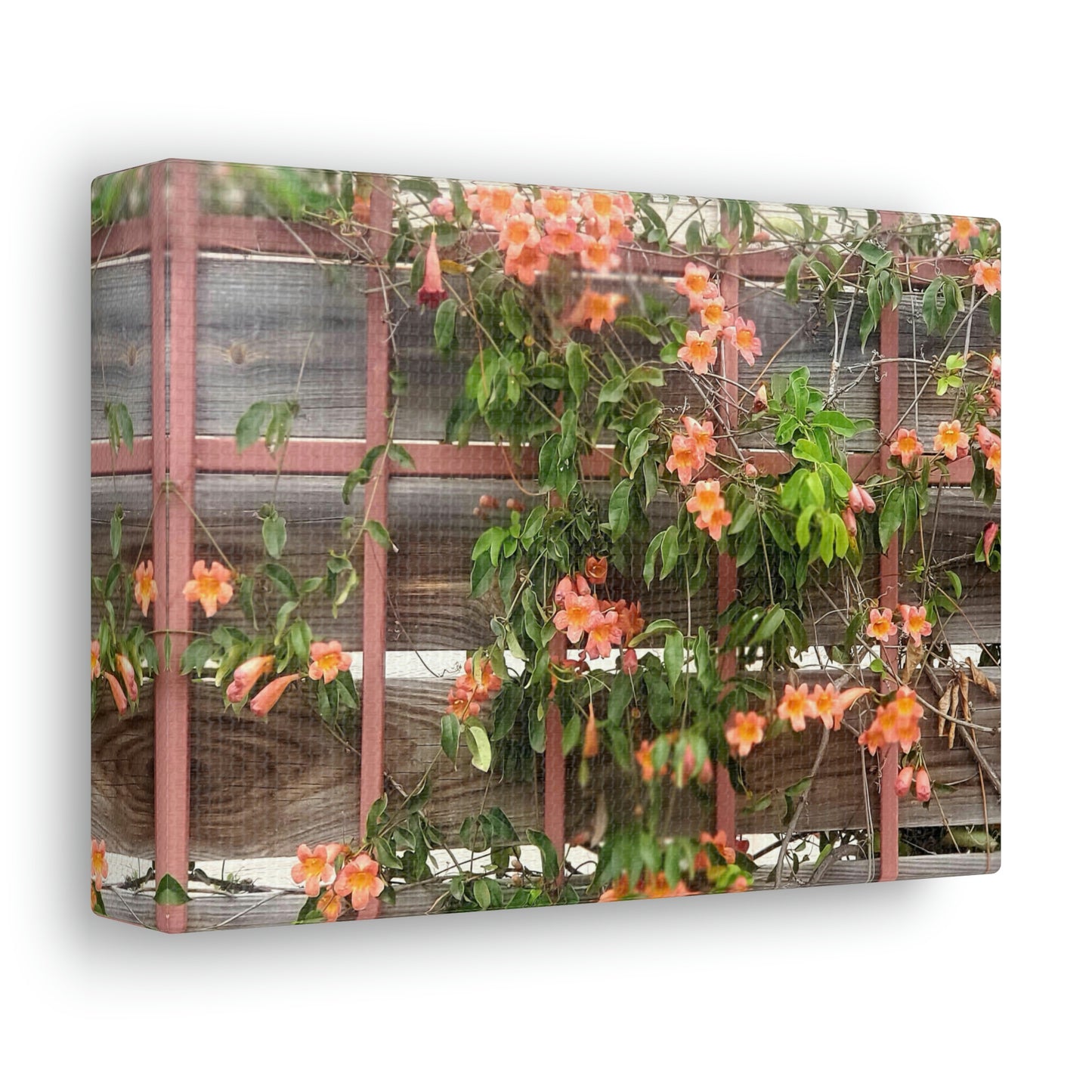Flowers On A Rugged Fence | Wall Art Canvas | High Bloom Collection | Life By Ortavia