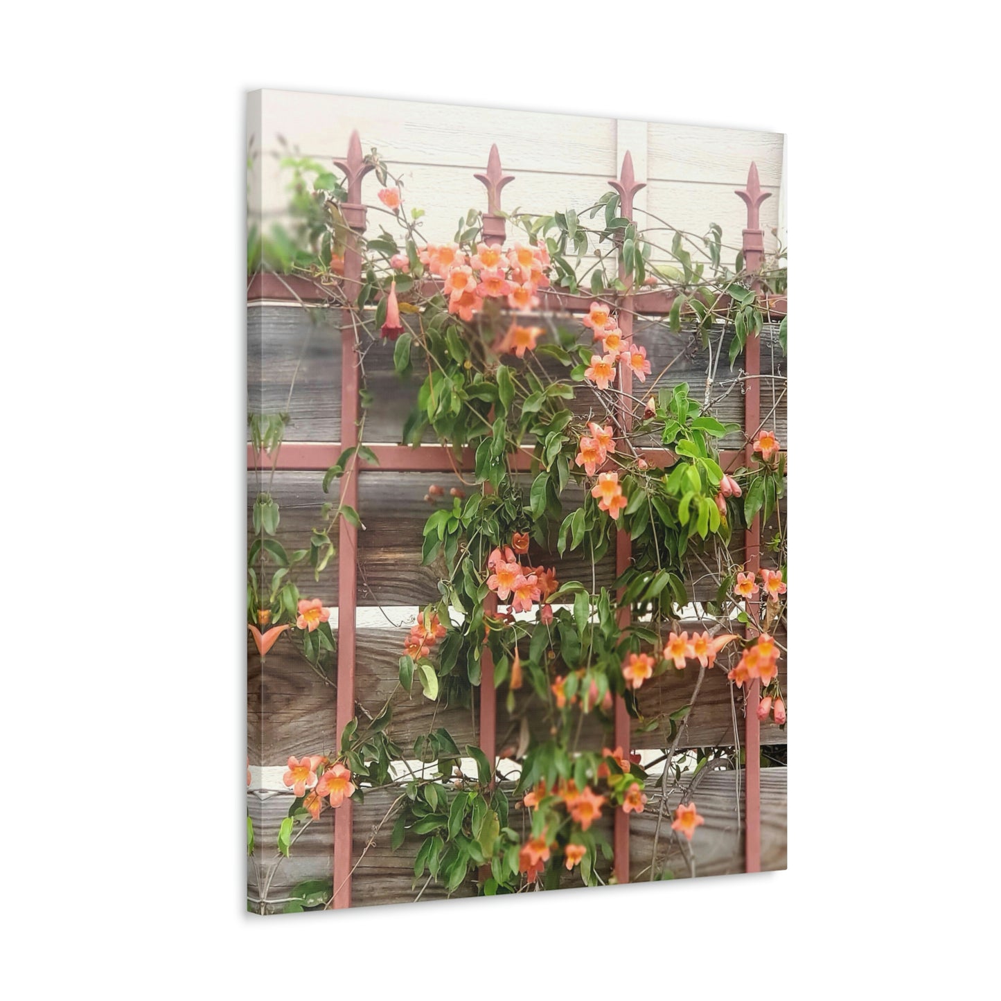 Flowers On A Rugged Fence | Wall Art Canvas | High Bloom Collection | Life By Ortavia
