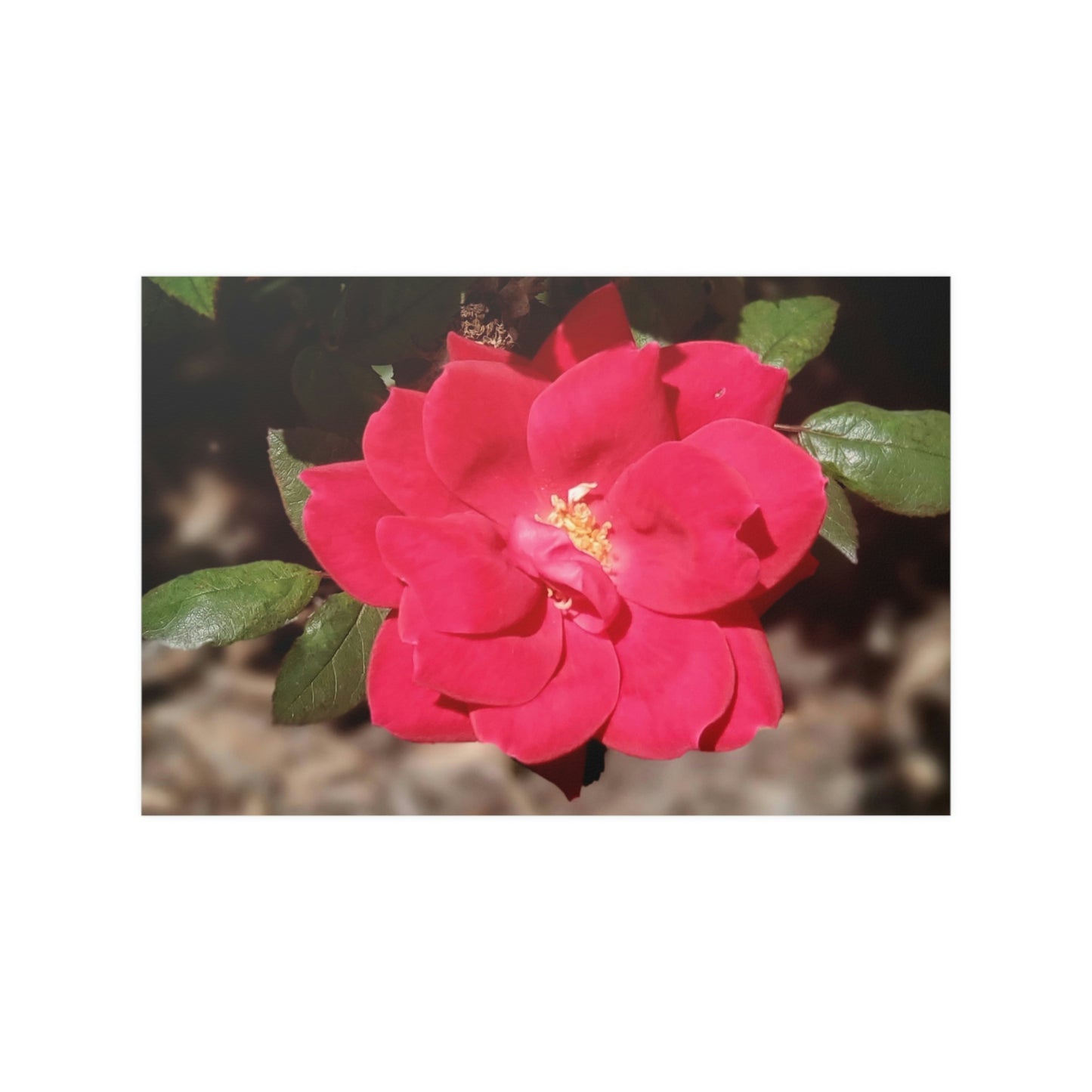 Knockout | Satin Posters (210gsm) | High Bloom Collection | Life By Ortavia