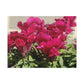 Magenta Snapdragon | Wall Art Canvas | High Bloom Collection | Life By Ortavia
