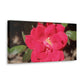 Knockout | Wall Art Print | High Bloom Collection | Life By Ortavia