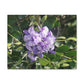 Purple Texas Mountain Laurel | Wall Art Canvas