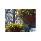 Yellow Pansies Downtown | Satin Posters (210gsm) | High Bloom Collection | Life By Ortavia