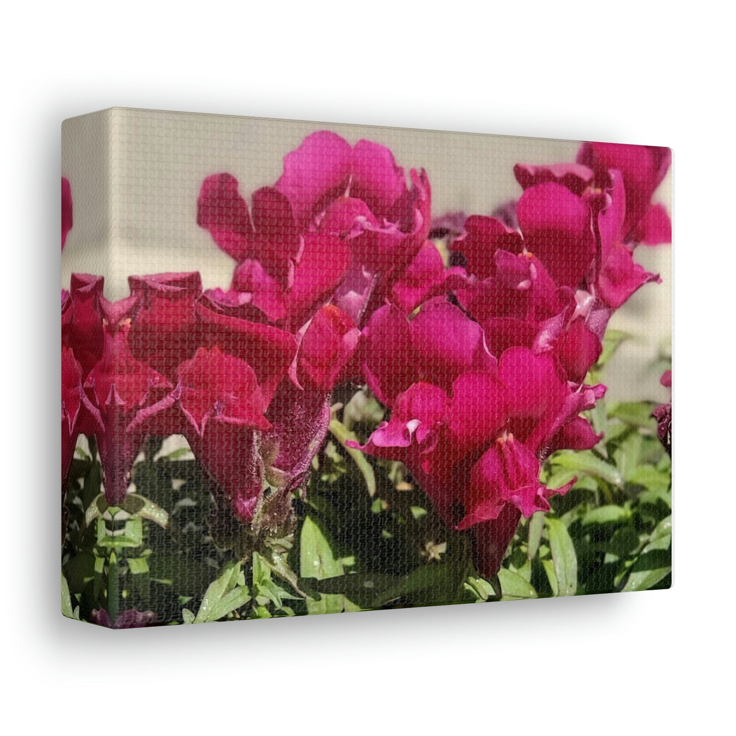 Magenta Snapdragon | Wall Art Canvas | High Bloom Collection | Life By Ortavia