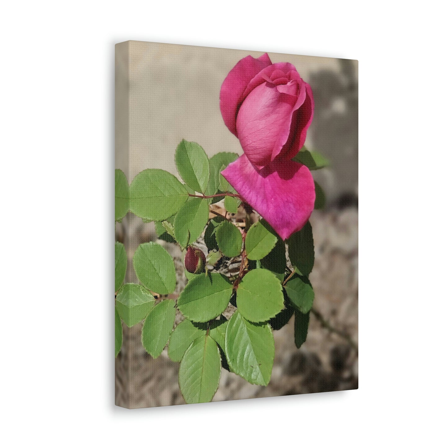 Dear Pink Rosa | High Bloom Collection | Canvas | Life By Ortavia