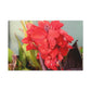Red Canna | High Bloom Collection | Wall Art Print | Life By Ortavia